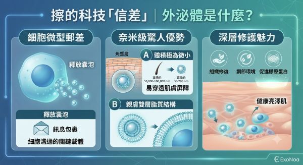 外泌體保養機制圖解:作為細胞信差,其奈米級顆粒與雙層脂質結構能穿透肌膚屏障,達成深層修護。