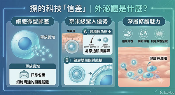 外泌體保養機制圖解:作為細胞信差,其奈米級顆粒與雙層脂質結構能穿透肌膚屏障,達成深層修護。